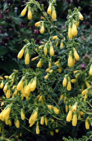 Onosma taurica